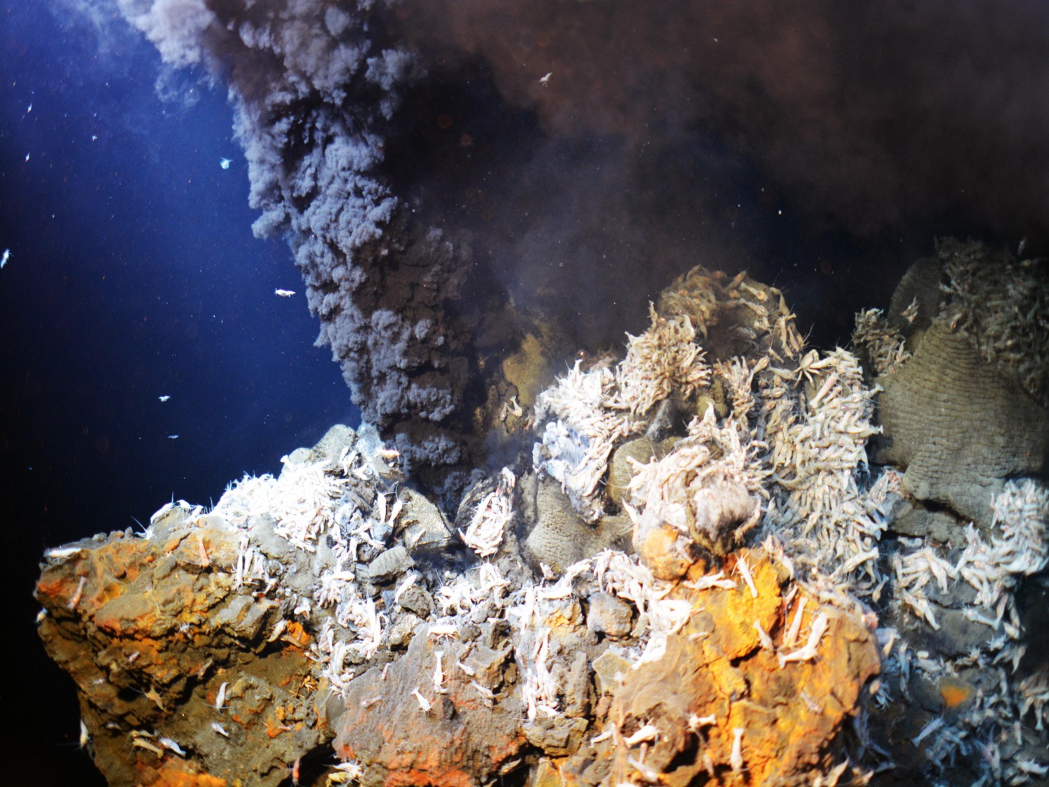 Image 1 pour The origins of life... : <p>This is located at a depth of between 3,500 and 4,000 metres. This environment may have favoured the emergence of the first forms of life. Today it is home to many species.</p><h6>©Ifremer (2016)</h6>