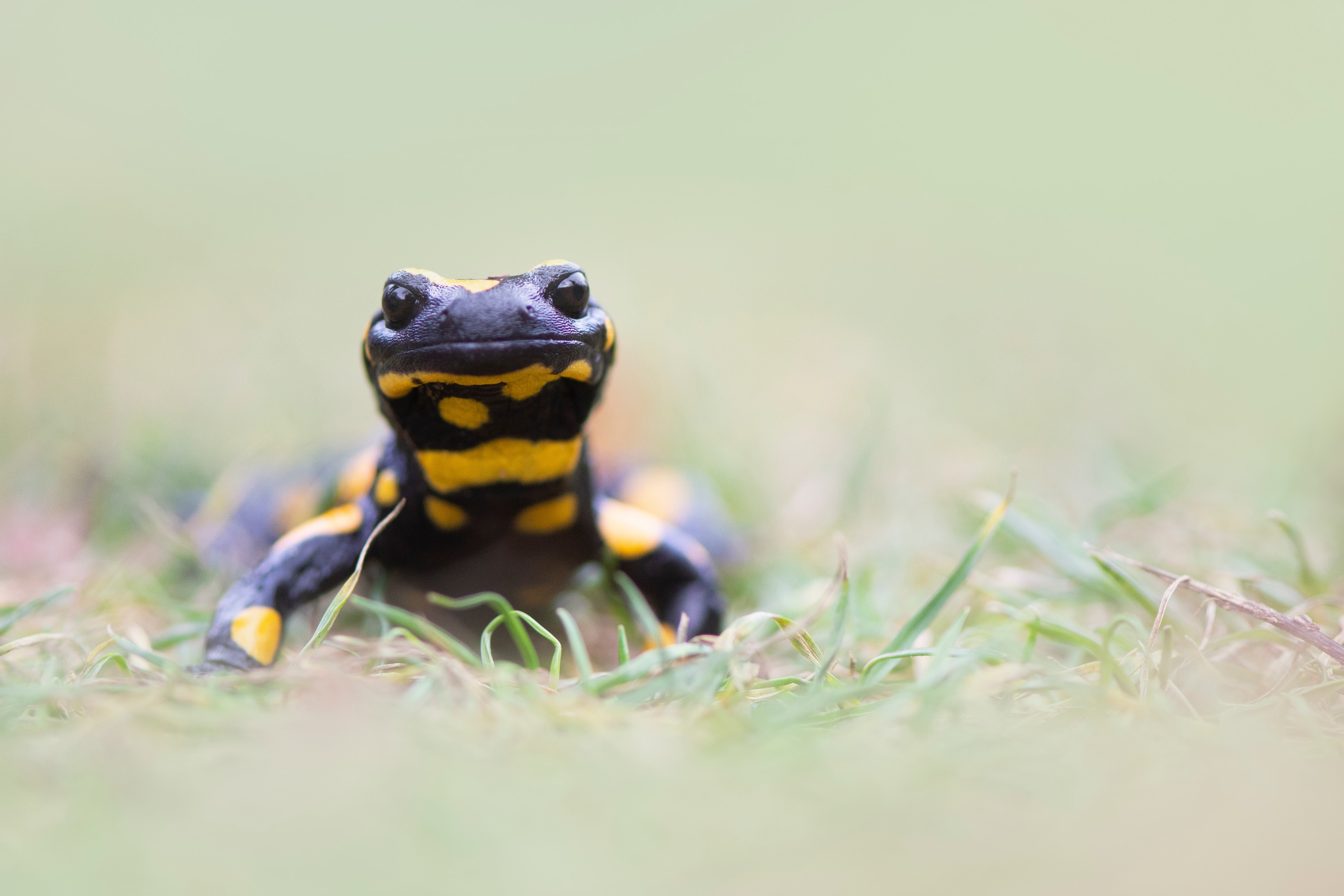 Image 1 pour Vertebrates walked on Earth! : <p><meta charset=